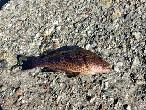 オオモンハタの釣果