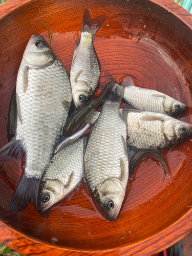 マブナの釣果