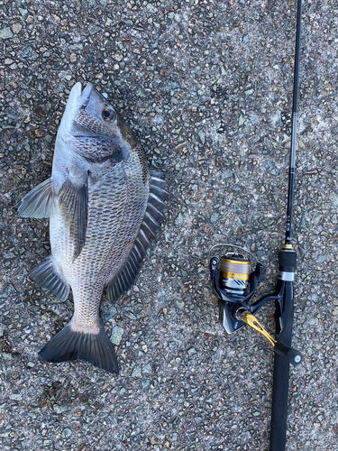 クロダイの釣果