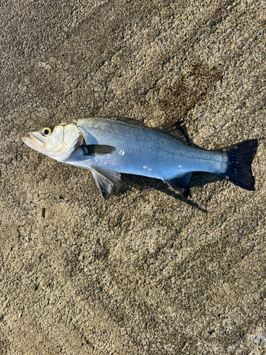 ヒラスズキの釣果