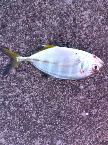 シマアジの釣果