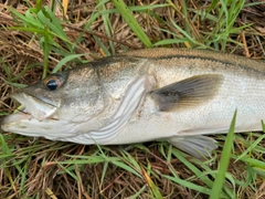 マルスズキの釣果