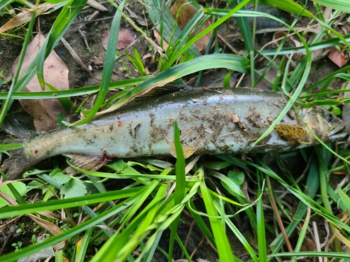 アユの釣果