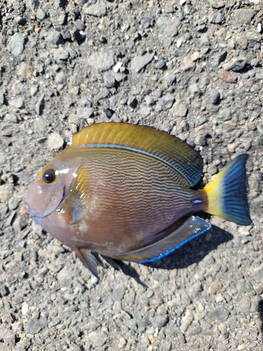 ニセカンランハギの釣果