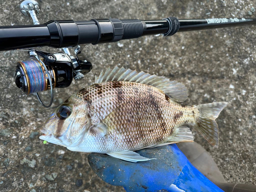 メイチダイの釣果