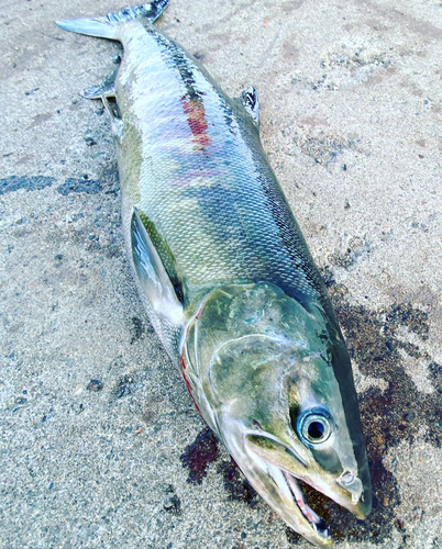 シロザケの釣果