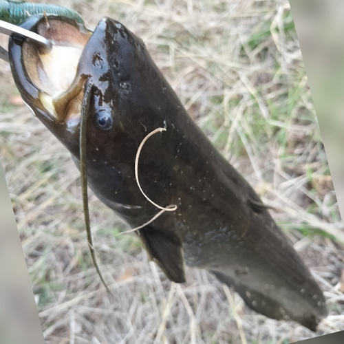 ナマズの釣果