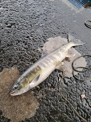 アキアジの釣果