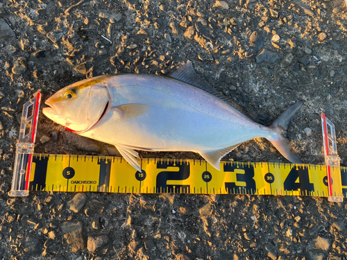 カンパチの釣果