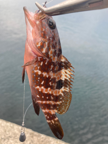 キジハタの釣果