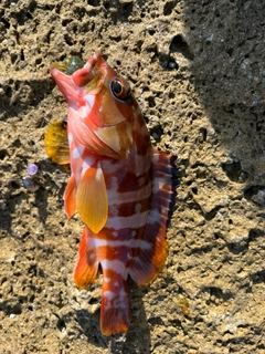 アカハタの釣果