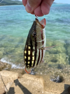 アミメフエダイの釣果