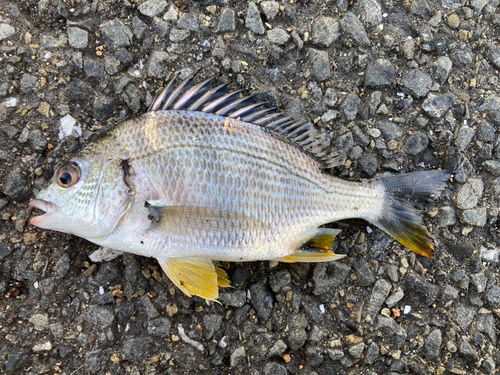 キビレの釣果