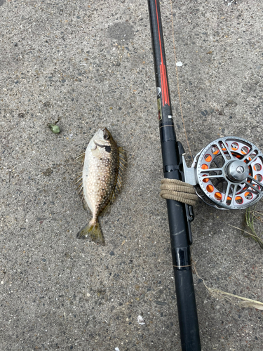 アイゴの釣果