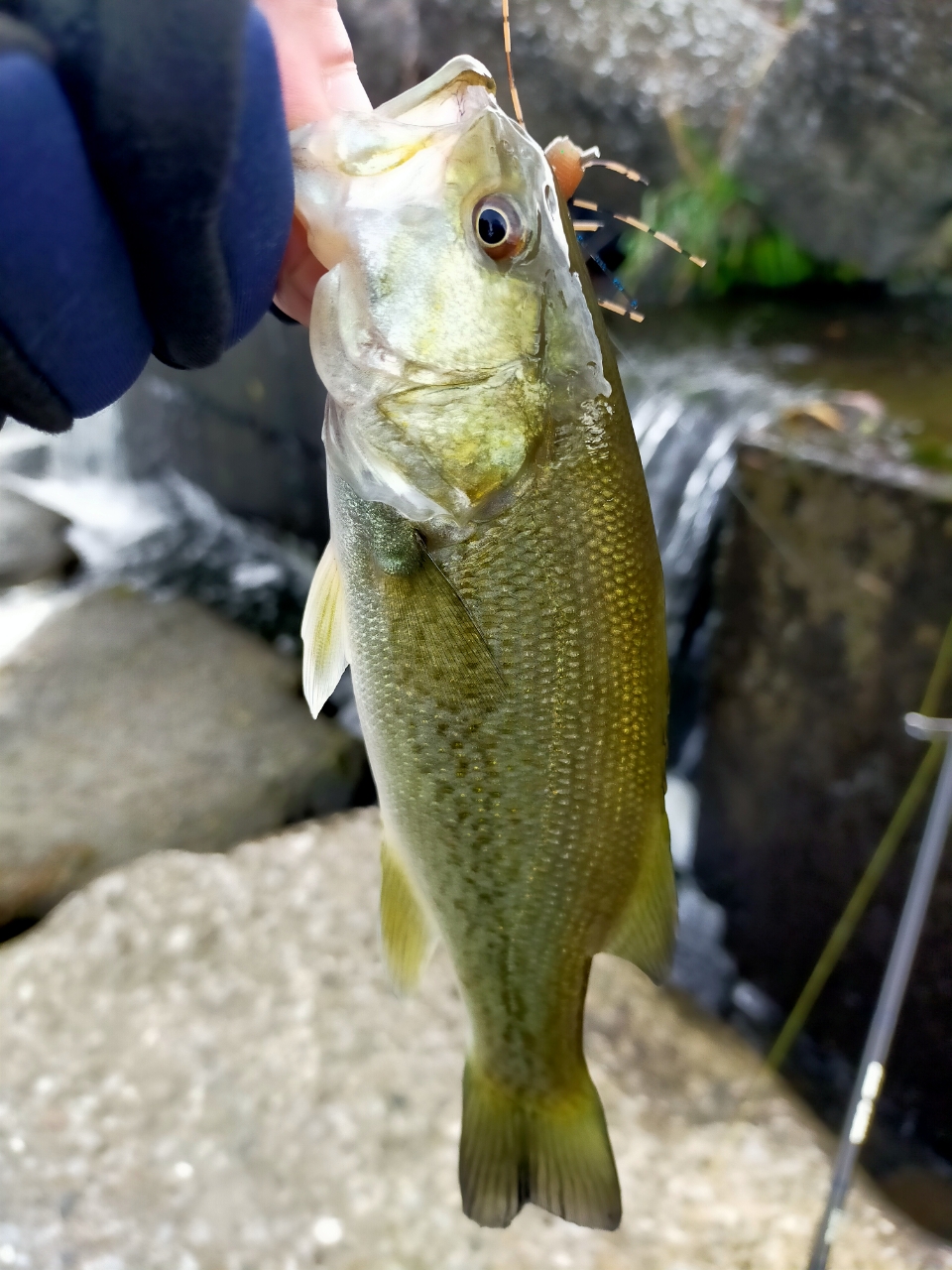 スモールマウスバス