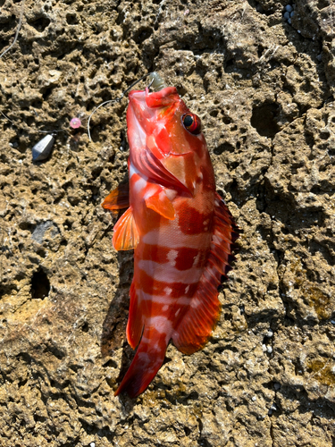 アカハタの釣果