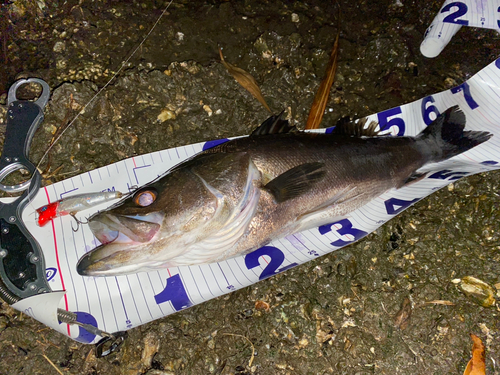 シーバスの釣果