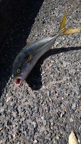 イナダの釣果