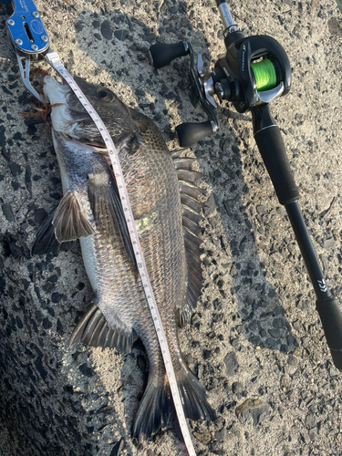 クロダイの釣果