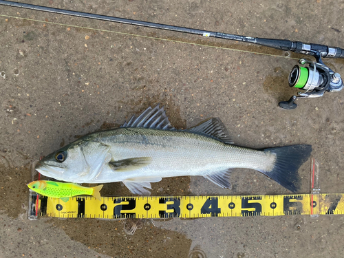 シーバスの釣果