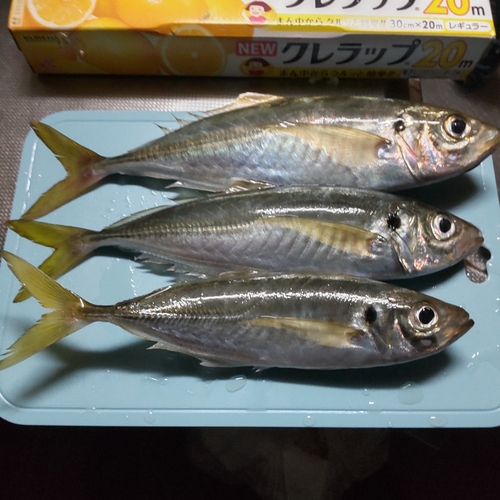 アジの釣果