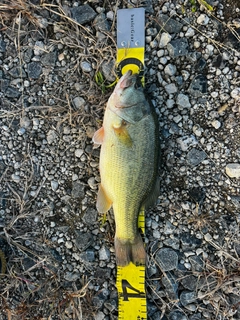 ラージマウスバスの釣果