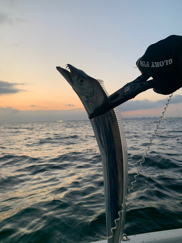 タチウオの釣果