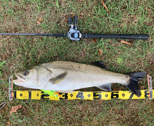 シーバスの釣果