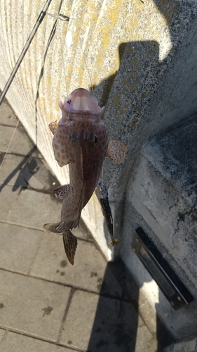 オオモンハタの釣果