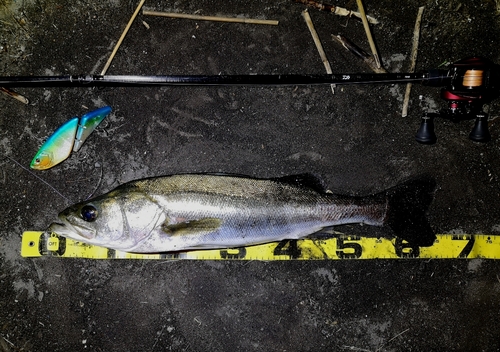 シーバスの釣果