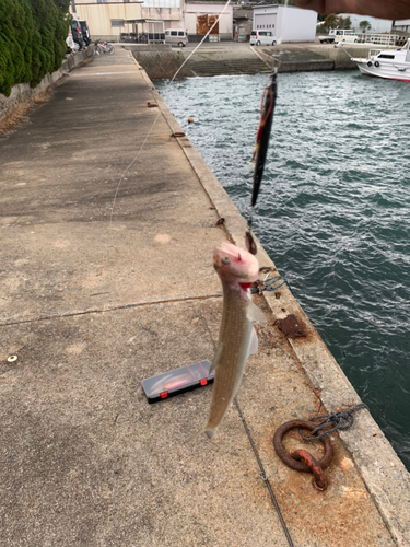 エソの釣果