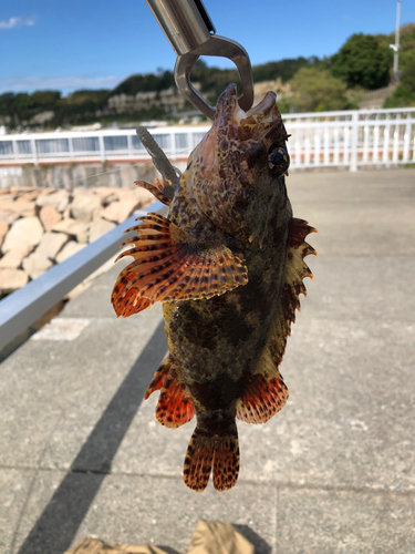 カサゴの釣果