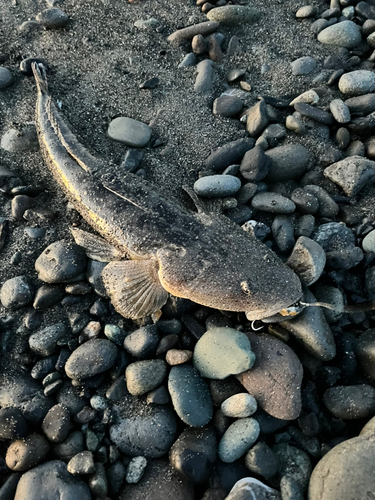 マゴチの釣果