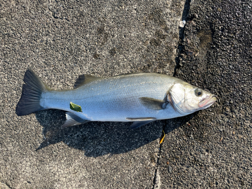 ヒラスズキの釣果