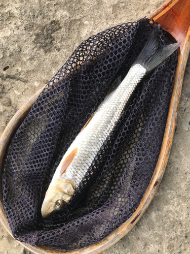 ニゴイの釣果