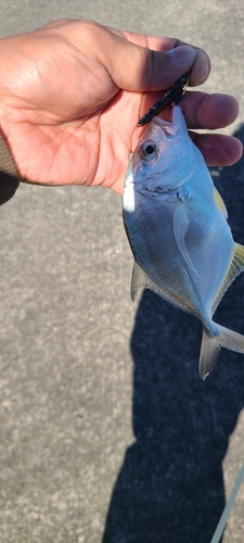 メッキの釣果