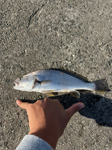 ニベの釣果