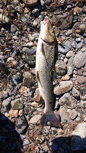 ニゴイの釣果