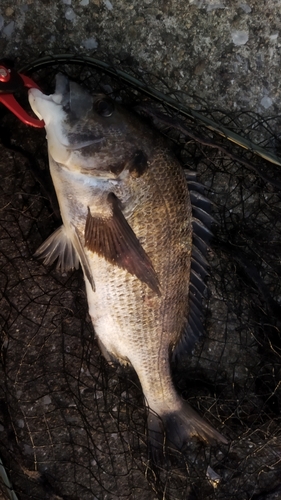 チヌの釣果