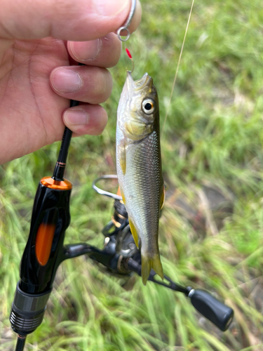 カワムツの釣果