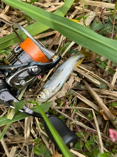 カワムツの釣果