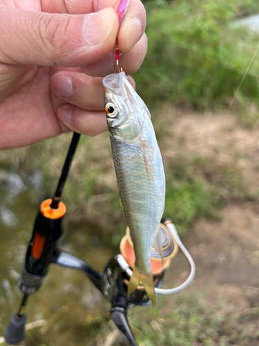 オイカワの釣果