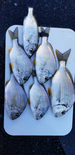 ヘダイの釣果