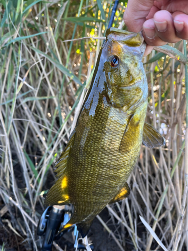 スモールマウスバスの釣果