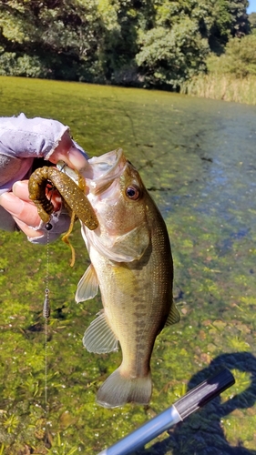 ブラックバスの釣果