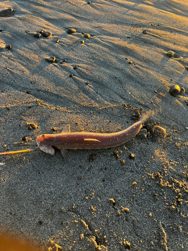 エソの釣果