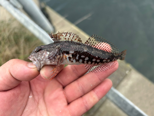 ハゼの釣果