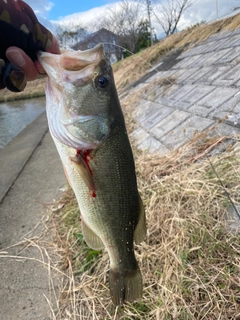 ラージマウスバスの釣果