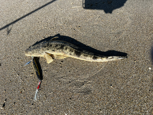 マゴチの釣果