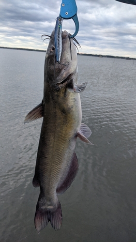 アメリカナマズの釣果